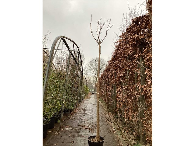 Catalpa - afbeelding 3 van  3