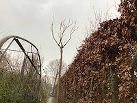 Catalpa - afbeelding 1 van  3