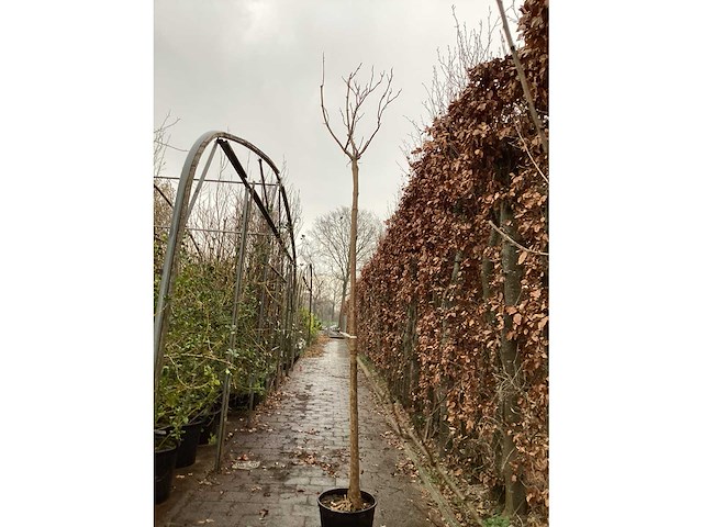 Catalpa - afbeelding 2 van  3