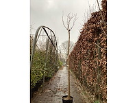 Catalpa - afbeelding 2 van  3