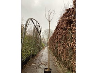 Catalpa - afbeelding 2 van  2