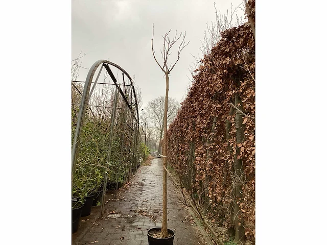 Catalpa - afbeelding 3 van  3