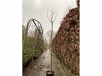 Catalpa - afbeelding 3 van  3