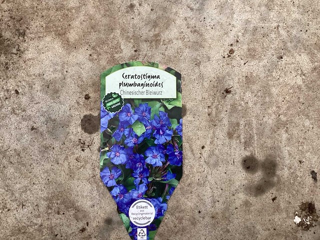 Ceratostigma (100x) - afbeelding 1 van  2