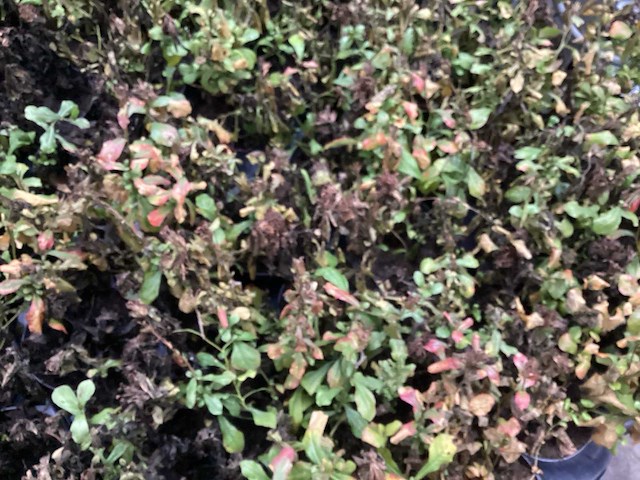 Ceratostigma (100x) - afbeelding 2 van  2