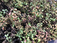 Ceratostigma (100x) - afbeelding 1 van  2