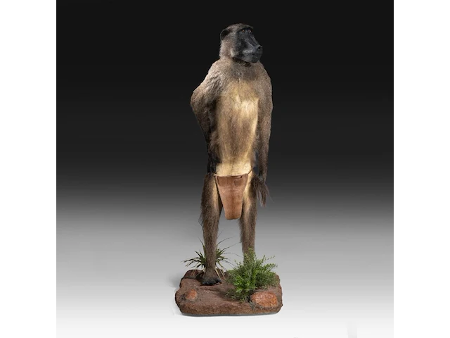 Chacma baboon (papio ursinus) full mount, taxidermy trophy, h 130 cm - w 50 cm - d 65 cm - total weight 22,25kg - afbeelding 1 van  9