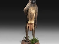 Chacma baboon (papio ursinus) full mount, taxidermy trophy, h 130 cm - w 50 cm - d 65 cm - total weight 22,25kg
