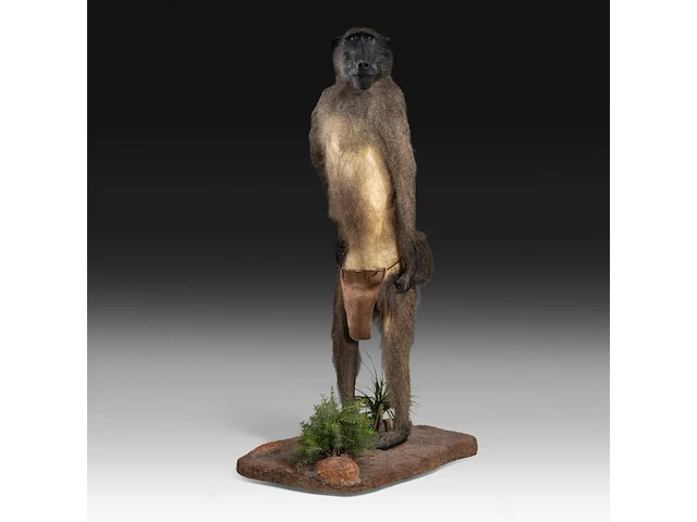 Chacma baboon (papio ursinus) full mount, taxidermy trophy, h 130 cm - w 50 cm - d 65 cm - total weight 22,25kg - afbeelding 2 van  9