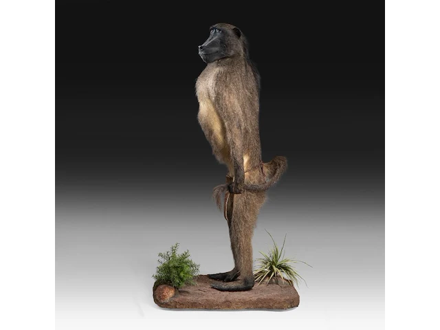 Chacma baboon (papio ursinus) full mount, taxidermy trophy, h 130 cm - w 50 cm - d 65 cm - total weight 22,25kg - afbeelding 3 van  9