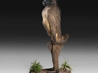 Chacma baboon (papio ursinus) full mount, taxidermy trophy, h 130 cm - w 50 cm - d 65 cm - total weight 22,25kg - afbeelding 3 van  9