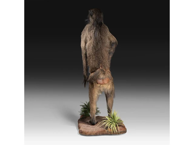 Chacma baboon (papio ursinus) full mount, taxidermy trophy, h 130 cm - w 50 cm - d 65 cm - total weight 22,25kg - afbeelding 4 van  9