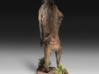 Chacma baboon (papio ursinus) full mount, taxidermy trophy, h 130 cm - w 50 cm - d 65 cm - total weight 22,25kg - afbeelding 4 van  9