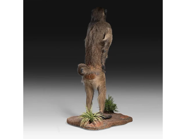 Chacma baboon (papio ursinus) full mount, taxidermy trophy, h 130 cm - w 50 cm - d 65 cm - total weight 22,25kg - afbeelding 5 van  9