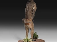 Chacma baboon (papio ursinus) full mount, taxidermy trophy, h 130 cm - w 50 cm - d 65 cm - total weight 22,25kg - afbeelding 5 van  9