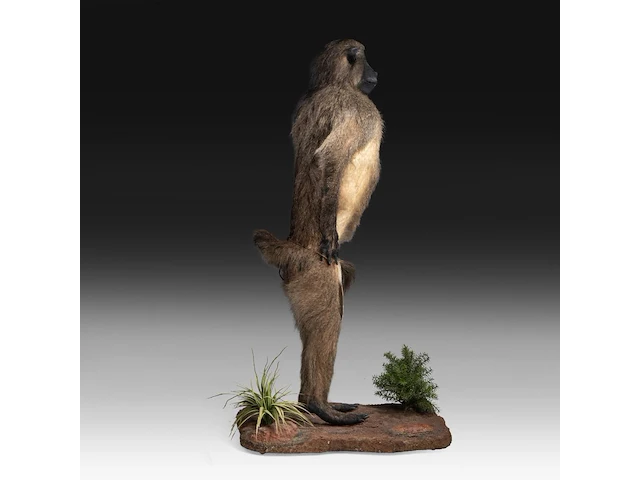 Chacma baboon (papio ursinus) full mount, taxidermy trophy, h 130 cm - w 50 cm - d 65 cm - total weight 22,25kg - afbeelding 6 van  9