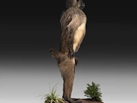 Chacma baboon (papio ursinus) full mount, taxidermy trophy, h 130 cm - w 50 cm - d 65 cm - total weight 22,25kg - afbeelding 6 van  9
