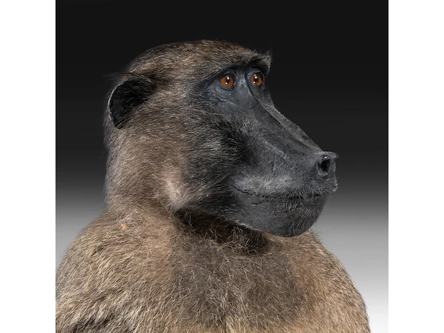 Chacma baboon (papio ursinus) full mount, taxidermy trophy, h 130 cm - w 50 cm - d 65 cm - total weight 22,25kg - afbeelding 7 van  9