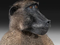 Chacma baboon (papio ursinus) full mount, taxidermy trophy, h 130 cm - w 50 cm - d 65 cm - total weight 22,25kg - afbeelding 7 van  9