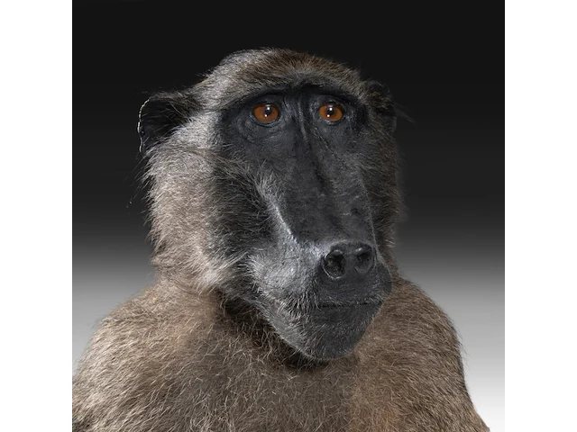 Chacma baboon (papio ursinus) full mount, taxidermy trophy, h 130 cm - w 50 cm - d 65 cm - total weight 22,25kg - afbeelding 8 van  9