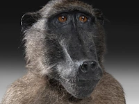 Chacma baboon (papio ursinus) full mount, taxidermy trophy, h 130 cm - w 50 cm - d 65 cm - total weight 22,25kg - afbeelding 8 van  9