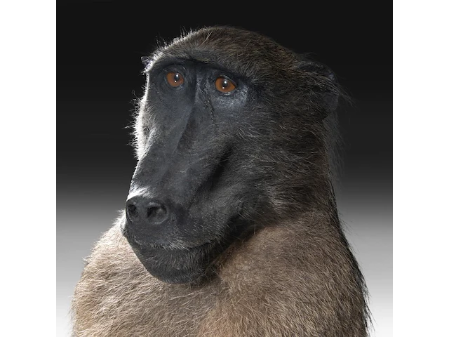 Chacma baboon (papio ursinus) full mount, taxidermy trophy, h 130 cm - w 50 cm - d 65 cm - total weight 22,25kg - afbeelding 9 van  9