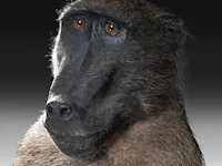 Chacma baboon (papio ursinus) full mount, taxidermy trophy, h 130 cm - w 50 cm - d 65 cm - total weight 22,25kg - afbeelding 9 van  9