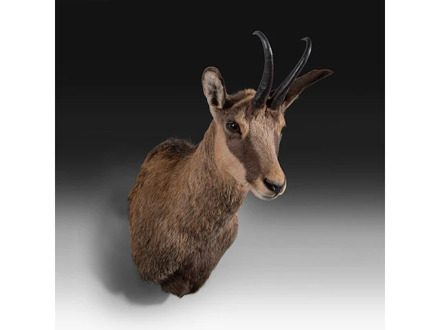Chamois (rupicapra rupicapra) shoulder mount, taxidermy trophy, h 60 cm - afbeelding 1 van  3