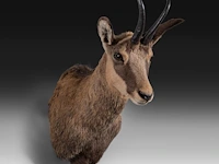 Chamois (rupicapra rupicapra) shoulder mount, taxidermy trophy, h 60 cm