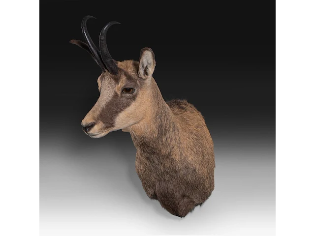 Chamois (rupicapra rupicapra) shoulder mount, taxidermy trophy, h 60 cm - afbeelding 2 van  3