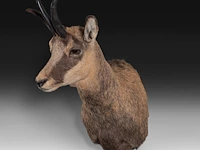 Chamois (rupicapra rupicapra) shoulder mount, taxidermy trophy, h 60 cm - afbeelding 2 van  3