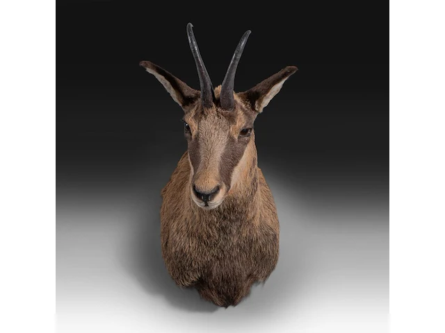 Chamois (rupicapra rupicapra) shoulder mount, taxidermy trophy, h 60 cm - afbeelding 3 van  3