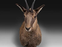 Chamois (rupicapra rupicapra) shoulder mount, taxidermy trophy, h 60 cm - afbeelding 3 van  3