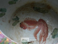 Chinese bloempot ø32cm met koi tekening + bord - afbeelding 5 van  6
