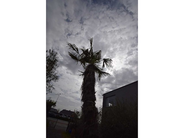 Chinese waaierpalm - mediterranean tree - afbeelding 1 van  2