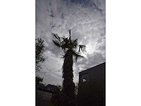 Chinese waaierpalm - mediterranean tree - afbeelding 1 van  2