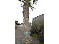 Chinese waaierpalm - mediterranean tree - afbeelding 2 van  2