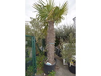 Chinese waaierpalm - mediterranean tree - afbeelding 1 van  2