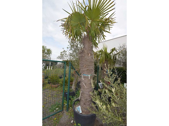 Chinese waaierpalm - mediterranean tree - afbeelding 2 van  2