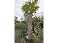 Chinese waaierpalm - mediterranean tree - afbeelding 2 van  2