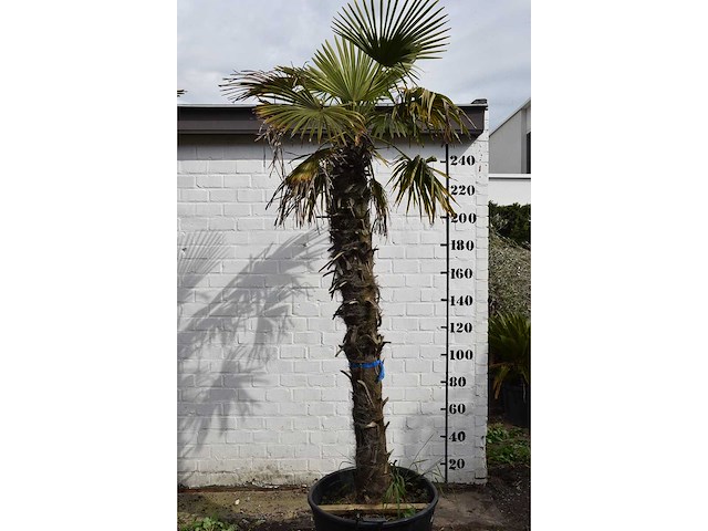 Chinese waaierpalm - mediterranean tree - afbeelding 1 van  7