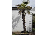 Chinese waaierpalm - mediterranean tree - afbeelding 1 van  7