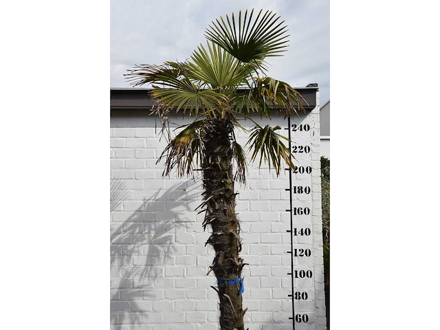 Chinese waaierpalm - mediterranean tree - afbeelding 2 van  7