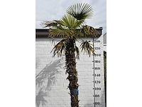 Chinese waaierpalm - mediterranean tree - afbeelding 2 van  7
