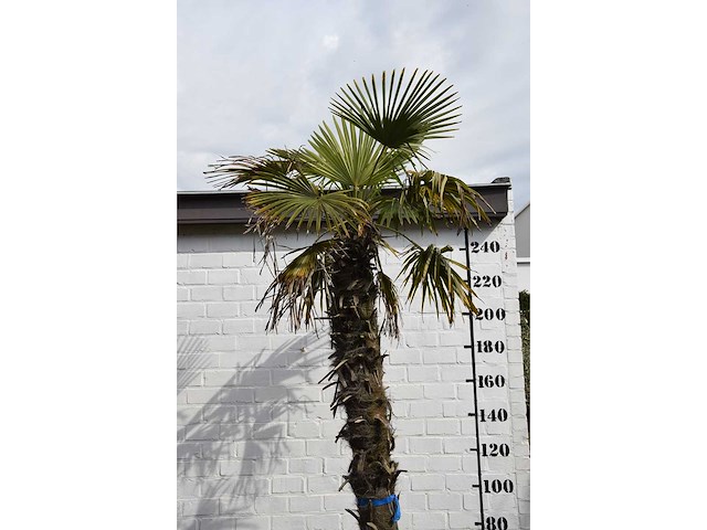 Chinese waaierpalm - mediterranean tree - afbeelding 3 van  7