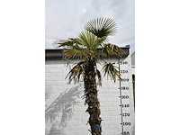 Chinese waaierpalm - mediterranean tree - afbeelding 3 van  7