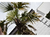 Chinese waaierpalm - mediterranean tree - afbeelding 4 van  7