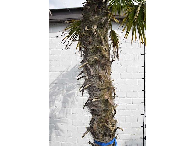 Chinese waaierpalm - mediterranean tree - afbeelding 5 van  7