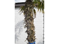 Chinese waaierpalm - mediterranean tree - afbeelding 5 van  7