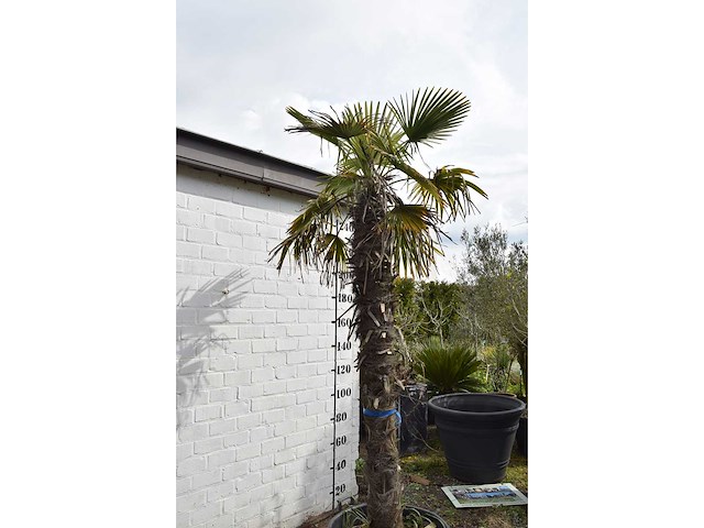 Chinese waaierpalm - mediterranean tree - afbeelding 6 van  7